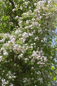 PAULS HIMALAYAN MUSK (rambler)